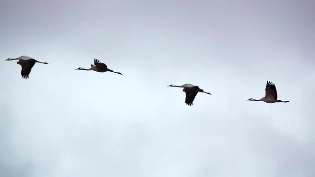 Four cranes flying in super slow motion
