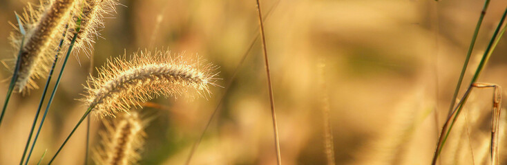 Fototapeta premium Banner size,Banner size, golden yellow grass with natural golden background
