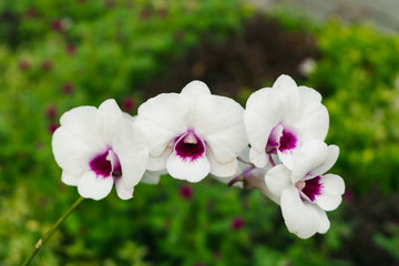 Dendrobium orchid white purple nature style background or noise and soft focus or blur.