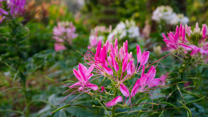 Pink And White Spider flower, Cleome hassleriana in the park garden in the evening atmosphere nature style background or noise and soft focus or blur