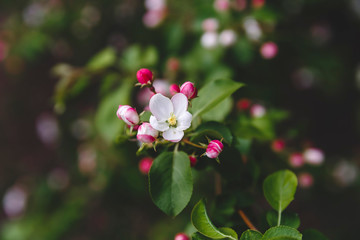 blooming apple tree