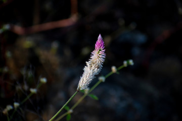 White & pink color plant