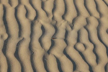 textures of wind blown natural patterns in the sand dunes on a sunny beach