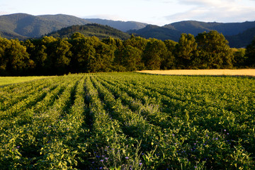 Potato field