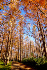 水元公園メタセコイアの紅葉