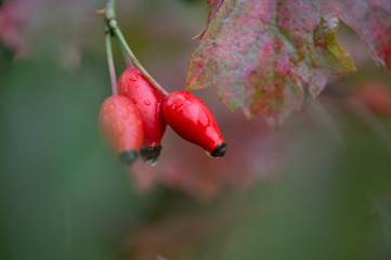 Herbststimmung im Garten, Hagebutten an einem Busch