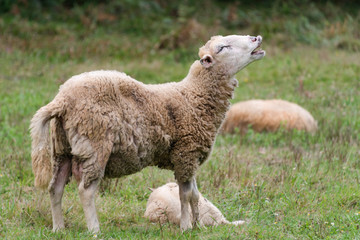 Obraz premium Sheep is crying out. Portrait of a sheep bleating. on a meadow with green grass. Flock of sheep. Rural life concept. Sheep are grazing in the nature.