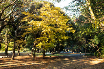 朝の光が丘公園