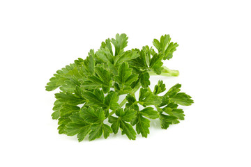 Fresh branch of parsley close up.