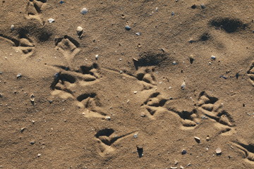 foot prints of birds in the sand on a sunny beach, natural summer textures and patterns, peaceful beach atmosphere