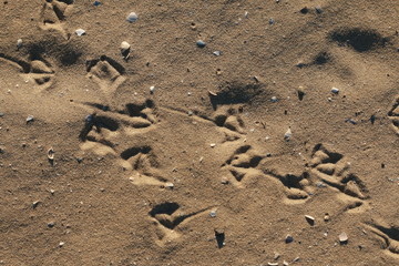 Fototapeta na wymiar foot prints of birds in the sand on a sunny beach, natural summer textures and patterns, peaceful beach atmosphere
