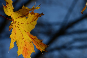  Beautiful autumn yellow leaf in blued background