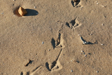 foot prints of birds in the sand on a sunny beach, natural summer textures and patterns, peaceful beach atmosphere