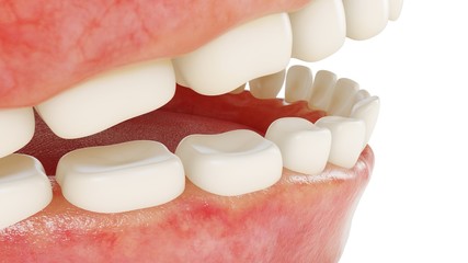 3d rendering of human teeth. Medically accurate tooth 3D illustration