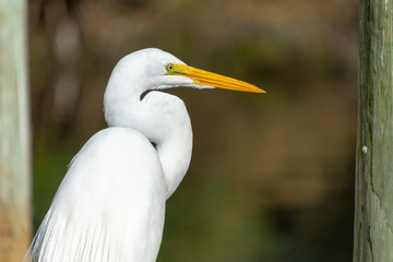 Close-up of a Great Egret (Ardea alba) on a dock in Florida's Crystal River. Great Egrets were nearly hunted to extinction for their beautiful feathers.
