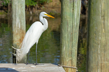 Wide shot of a Great Egret (Ardea alba) on a dock in Florida's Crystal River. Great Egrets were nearly hunted to extinction for their beautiful feathers.