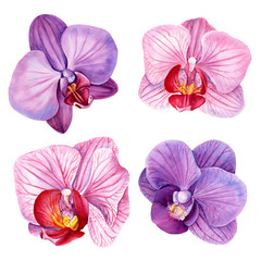 set of exotic orchid flowers on isolated white, botanical painting, watercolor illustration, tropical flora © Hanna