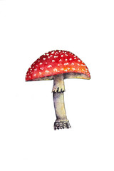 Watercolor red fly agaric. Poisonous toxic mushroom isolated on white background. Handmade watercolor. Red fly agaric illustration.