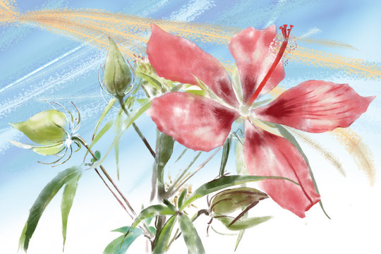 Scarlet Rose Mallow Images Browse 216 Stock Photos Vectors And Video Adobe Stock