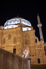 A cat in İstanbul