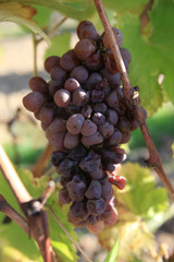 Vignes et vendanges tardives