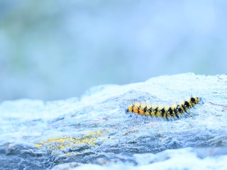 caterpillar on leaf