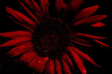 flower on black background