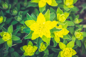 Obraz premium Blooming Euphorbia in the garden. Selective focus.