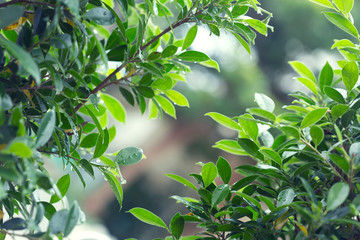 Obraz premium rain drop water on leaf tree with green light bokeh in nature background