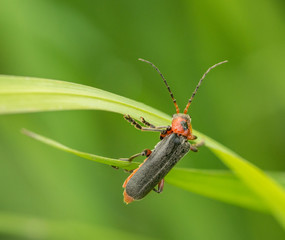 longhorn beetle crawling on grass leaves