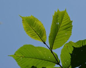 tree leaves from bottom against blue sky