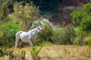white horse and foal - obrazy, fototapety, plakaty