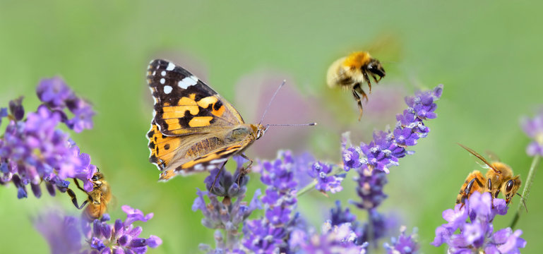 few honeybee and butterfly on lavender flowers in panoramic view