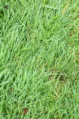 Fototapeta na wymiar water dew drop on green grass garden