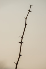 acacia twig with thorns and no leaves