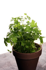Fototapeta premium Homegrown and aromatic herb organic parsley in old clay pot