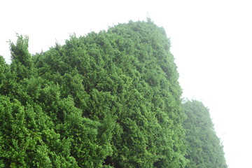 green pine tree in nature