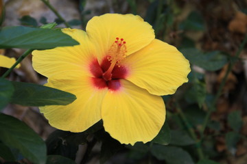 Fleur d'hibiscus jaune