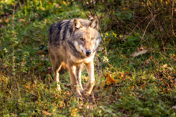 Wild wolf roams through the forest