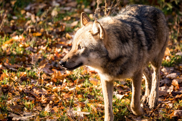 Wild wolf roams through the forest