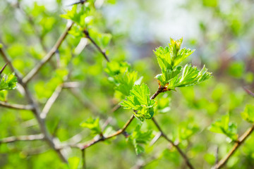 Hawthorn bush with berries in the garden. Shallow depth of field.