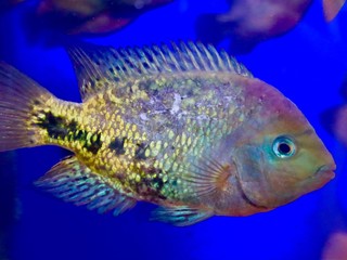 colourful fish in an aquarium