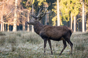 Deer with impressive antlers when eating