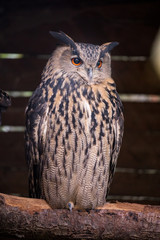 UHU Night active forest animal