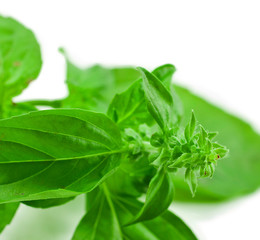 Basil leaves isolated on a white background.