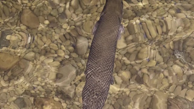 Alligator gar (Atractosteus spatula) fish swimming in a clear fresh water