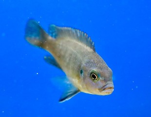 colourful fish in an aquarium