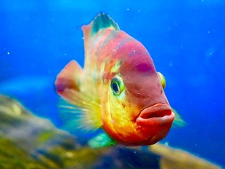 colourful fish in an aquarium