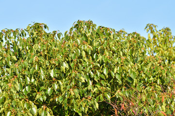 Fototapeta na wymiar 青空を背景として、秋に黒い実を付けた樹木の密集した葉を撮影した写真