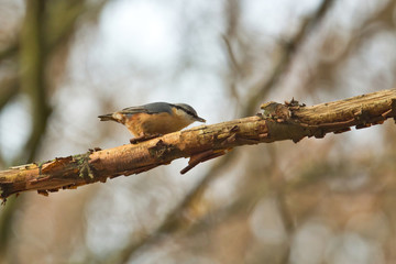 Ein Kleiber läuft bei bewölktem Wetter im Winter auf einem abgestorbenen Ast, Sitta europaea